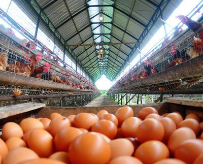 Fresh eggs on a production line