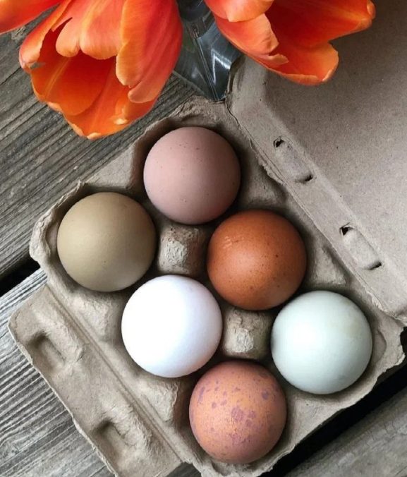 Carton of colorful farm eggs, six-egg pack